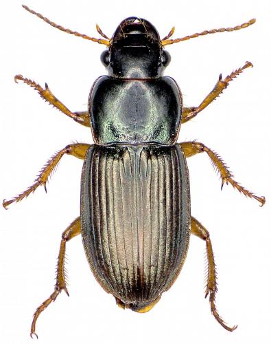 Réf. 189 625 : Harpalus affinis
